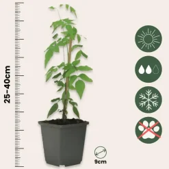 Planten|Tuinplanten-Plant in a Box Jasmijn - Set van 3 - Jasminum 'Officinale' - Hoogte 25-40cm - ⌀9cm