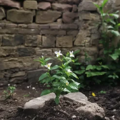 Planten|Tuinplanten-Plant in a Box Jasmijn - Set van 3 - Jasminum 'Officinale' - Hoogte 25-40cm - ⌀9cm