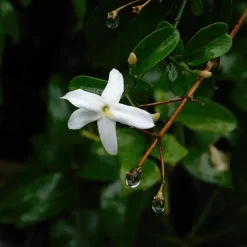 Planten|Tuinplanten-Plant in a Box Jasmijn - Set van 3 - Jasminum 'Officinale' - Hoogte 25-40cm - ⌀9cm