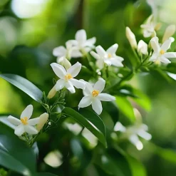 Planten|Tuinplanten-Plant in a Box Jasmijn - Set van 3 - Jasminum 'Officinale' - Hoogte 25-40cm - ⌀9cm