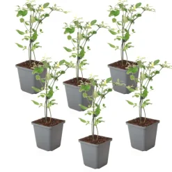 Planten|Tuinplanten-Plant in a Box Jasmijn - Set van 6 - Jasminum 'Summer Scent' - Hoogte 25-40cm - ⌀9cm