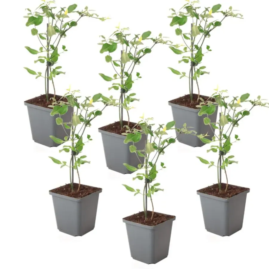 Planten|Tuinplanten-Plant in a Box Jasmijn - Set van 6 - Jasminum 'Summer Scent' - Hoogte 25-40cm - ⌀9cm