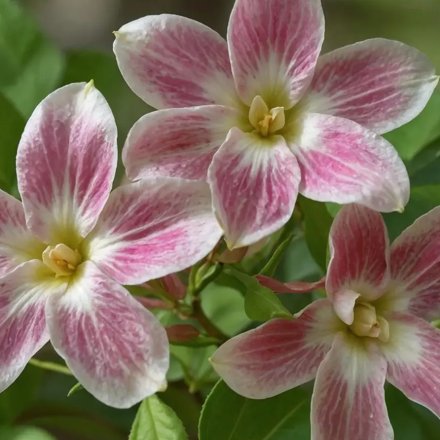 Planten|Tuinplanten-Plant in a Box Jasmijn - Set van 6 - Jasminum 'Summer Scent' - Hoogte 25-40cm - ⌀9cm