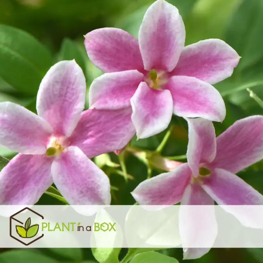 Planten|Tuinplanten-Plant in a Box Jasmijn - Set van 6 - Jasminum 'Summer Scent' - Hoogte 25-40cm - ⌀9cm