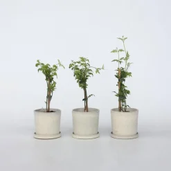 Plant in a Box Jasmijn - Set van 6 - Jasminum 'Officinale' - Hoogte 25-40cm - ⌀9cm