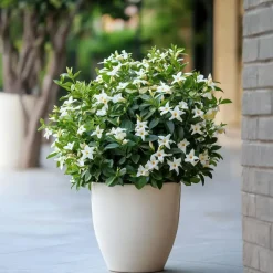 Plant in a Box Jasmijn - Set van 6 - Jasminum 'Officinale' - Hoogte 25-40cm - ⌀9cm