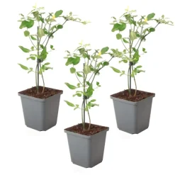 Planten|Tuinplanten-Plant in a Box Jasmijn - Set van 3 - Jasminum 'Summer Scent' - Hoogte 25-40cm - ⌀9cm
