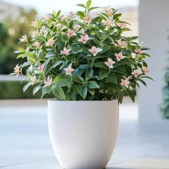 Planten|Tuinplanten-Plant in a Box Jasmijn - Set van 3 - Jasminum 'Summer Scent' - Hoogte 25-40cm - ⌀9cm