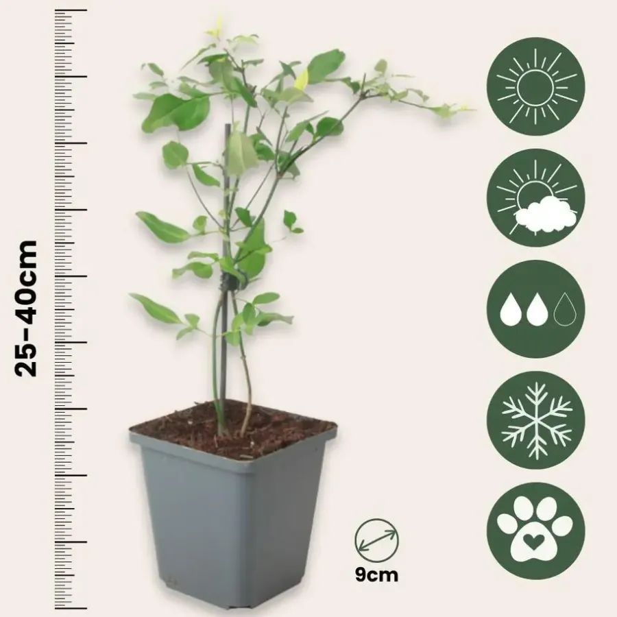 Planten|Tuinplanten-Plant in a Box Jasmijn - Set van 3 - Jasminum 'Summer Scent' - Hoogte 25-40cm - ⌀9cm