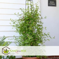 Planten|Tuinplanten-Plant in a Box Jasmijn - Set van 3 - Jasminum 'Summer Scent' - Hoogte 25-40cm - ⌀9cm