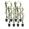 Planten|Tuinplanten-Plant in a Box Jasmijn - Set van 8 - Trachelospermum jasminoides - Hoogte 110-120cm - ⌀17cm