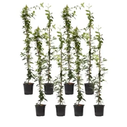 Planten|Tuinplanten-Plant in a Box Jasmijn - Set van 8 - Trachelospermum jasminoides - Hoogte 110-120cm - ⌀17cm