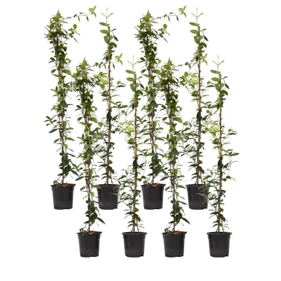 Planten|Tuinplanten-Plant in a Box Jasmijn - Set van 8 - Trachelospermum jasminoides - Hoogte 110-120cm - ⌀17cm