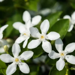 Planten|Tuinplanten-Plant in a Box Jasmijn - Set van 8 - Trachelospermum jasminoides - Hoogte 110-120cm - ⌀17cm