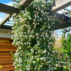 Planten|Tuinplanten-Plant in a Box Jasmijn - Set van 8 - Trachelospermum jasminoides - Hoogte 110-120cm - ⌀17cm