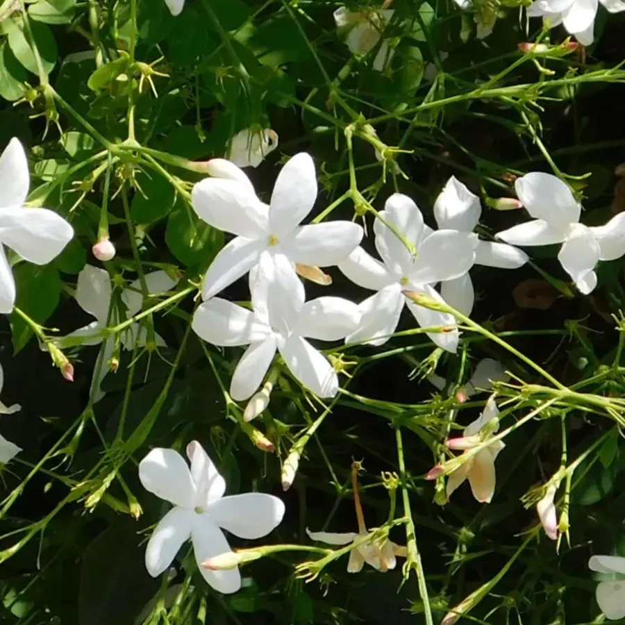 Planten|Tuinplanten-Plant in a Box Jasmijn - Set van 8 - Trachelospermum jasminoides - Hoogte 110-120cm - ⌀17cm