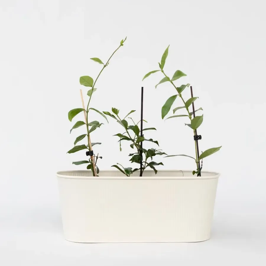 Plant in a Box Jasmijn - Set van 3 - Trachelospermum jasminoides - Hoogte 25-40cm - ⌀9cm