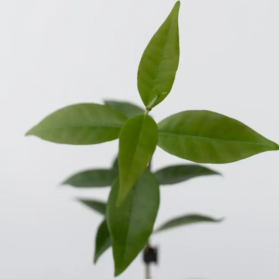 Plant in a Box Jasmijn - Set van 3 - Trachelospermum jasminoides - Hoogte 25-40cm - ⌀9cm
