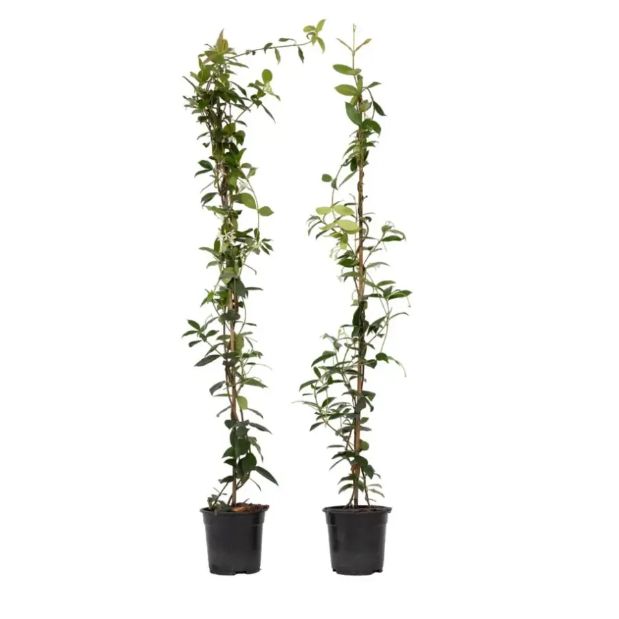 Planten|Tuinplanten-Plant in a Box Jasmijn - Set van 2 - Trachelospermum jasminoides - Hoogte 110-120cm - ⌀17cm