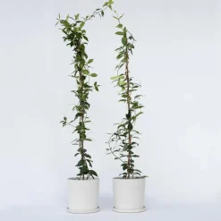Planten|Tuinplanten-Plant in a Box Jasmijn - Set van 2 - Trachelospermum jasminoides - Hoogte 110-120cm - ⌀17cm