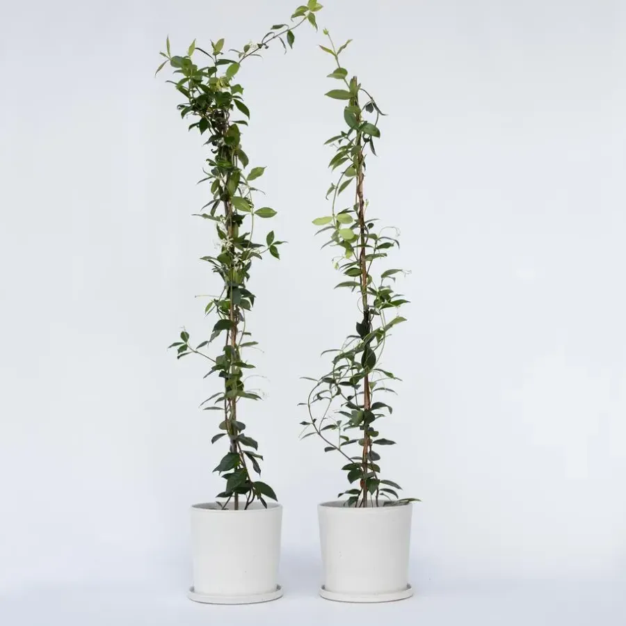 Planten|Tuinplanten-Plant in a Box Jasmijn - Set van 2 - Trachelospermum jasminoides - Hoogte 110-120cm - ⌀17cm
