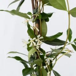 Planten|Tuinplanten-Plant in a Box Jasmijn - Set van 2 - Trachelospermum jasminoides - Hoogte 110-120cm - ⌀17cm