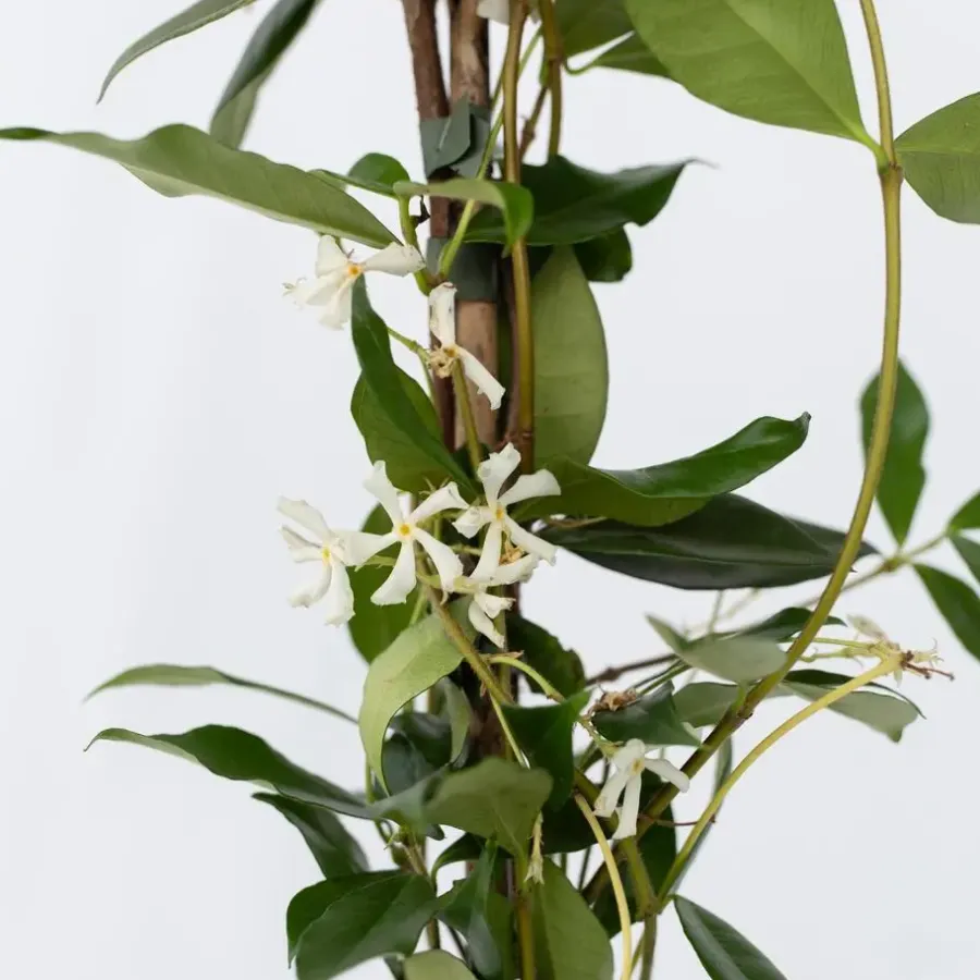 Planten|Tuinplanten-Plant in a Box Jasmijn - Set van 2 - Trachelospermum jasminoides - Hoogte 110-120cm - ⌀17cm