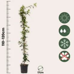 Planten|Tuinplanten-Plant in a Box Jasmijn - Set van 2 - Trachelospermum jasminoides - Hoogte 110-120cm - ⌀17cm