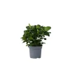 Plant in a Box Kaapse jasmijn - Gardenia jasminoides - Hoogte 20-30cm - ⌀13cm