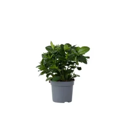 Plant in a Box Kaapse jasmijn - Gardenia jasminoides - Hoogte 20-30cm - ⌀13cm