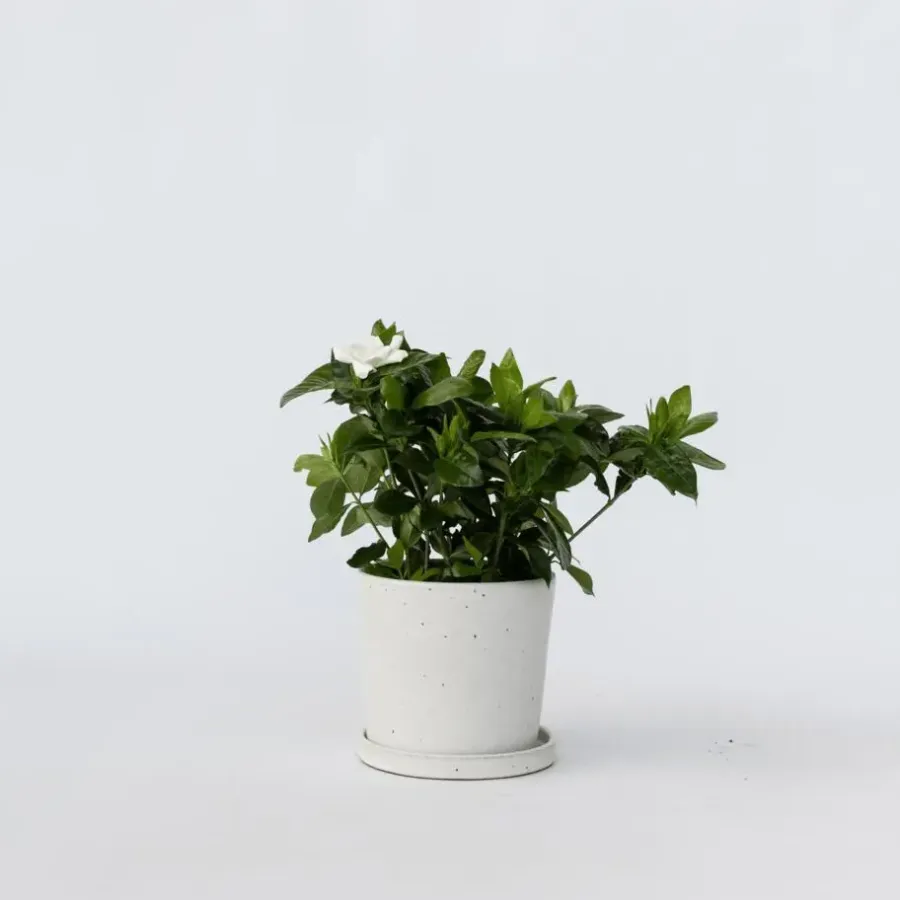 Plant in a Box Kaapse jasmijn - Gardenia jasminoides - Hoogte 20-30cm - ⌀13cm