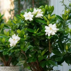 Plant in a Box Kaapse jasmijn - Gardenia jasminoides - Hoogte 20-30cm - ⌀13cm