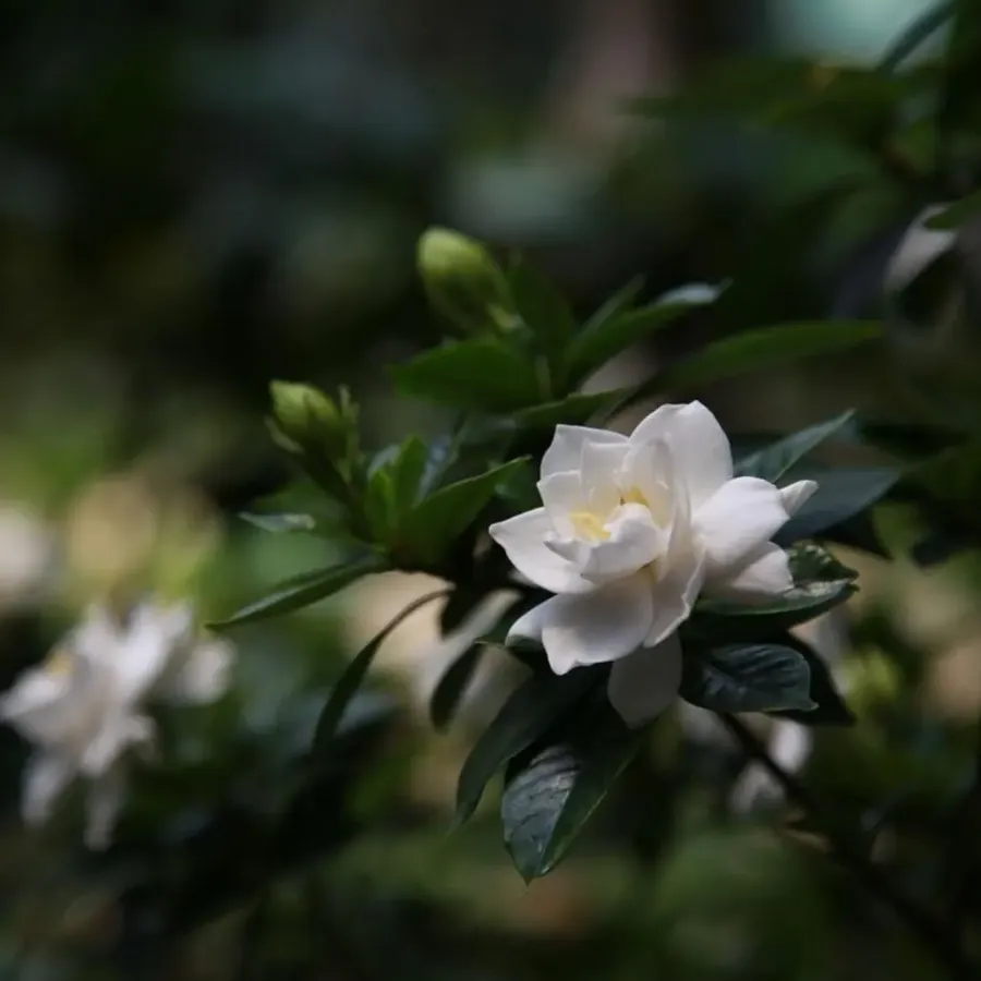 Plant in a Box Kaapse jasmijn - Gardenia jasminoides - Hoogte 20-30cm - ⌀13cm