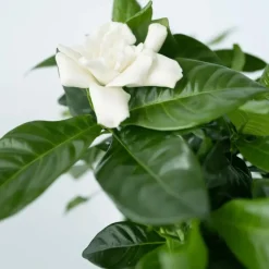 Plant in a Box Kaapse jasmijn - Gardenia jasminoides - Hoogte 20-30cm - ⌀13cm