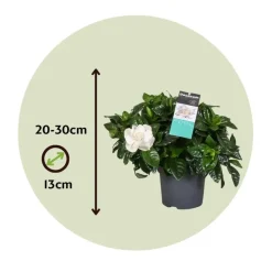 Plant in a Box Kaapse jasmijn - Gardenia jasminoides - Hoogte 20-30cm - ⌀13cm