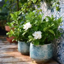 Plant in a Box Kaapse jasmijn - Gardenia jasminoides - Hoogte 20-30cm - ⌀13cm