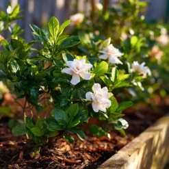 Plant in a Box Kaapse jasmijn - Gardenia jasminoides - Hoogte 20-30cm - ⌀13cm
