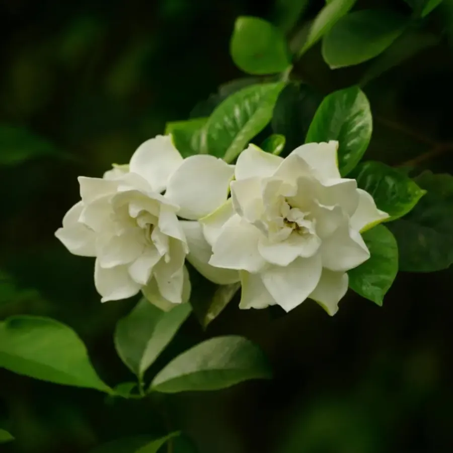 Plant in a Box Kaapse jasmijn - Gardenia jasminoides - Hoogte 20-30cm - ⌀13cm