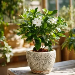 Plant in a Box Kaapse jasmijn - Gardenia jasminoides - Hoogte 20-30cm - ⌀13cm