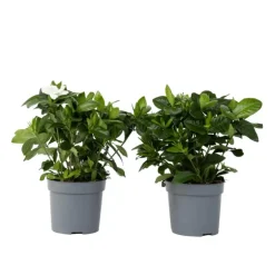 Kamerplanten-Plant in a Box Kaapse jasmijn - Set van 2 - Gardenia jasminoides - Hoogte 20-30cm - ⌀13cm