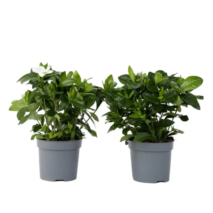 Kamerplanten-Plant in a Box Kaapse jasmijn - Set van 2 - Gardenia jasminoides - Hoogte 20-30cm - ⌀13cm