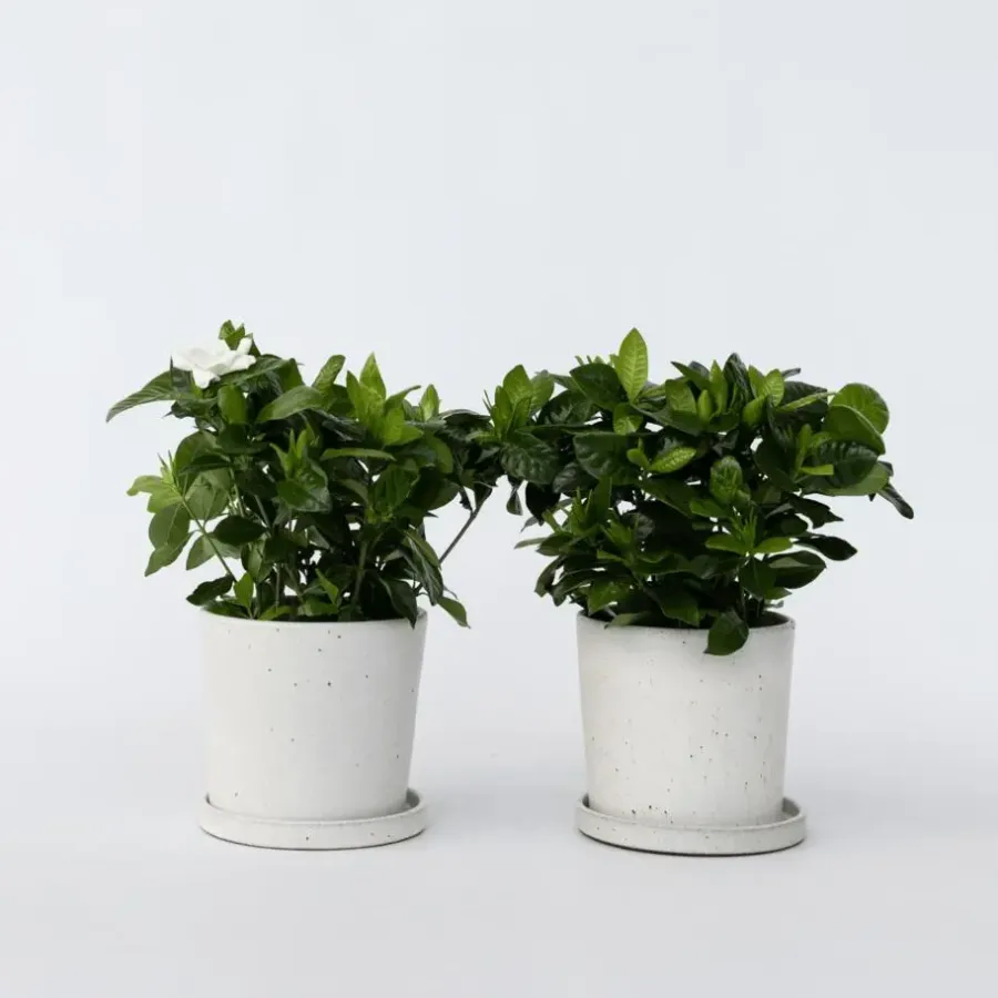 Kamerplanten-Plant in a Box Kaapse jasmijn - Set van 2 - Gardenia jasminoides - Hoogte 20-30cm - ⌀13cm