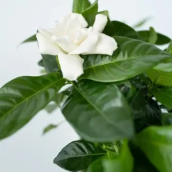 Kamerplanten-Plant in a Box Kaapse jasmijn - Set van 2 - Gardenia jasminoides - Hoogte 20-30cm - ⌀13cm