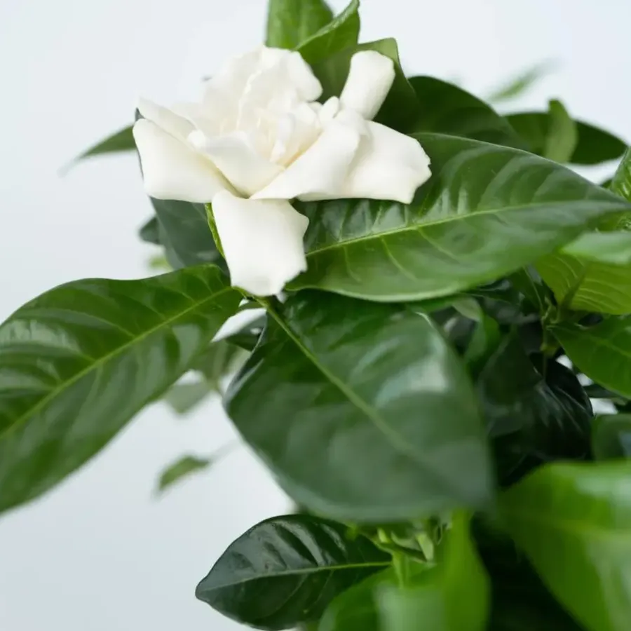 Kamerplanten-Plant in a Box Kaapse jasmijn - Set van 2 - Gardenia jasminoides - Hoogte 20-30cm - ⌀13cm