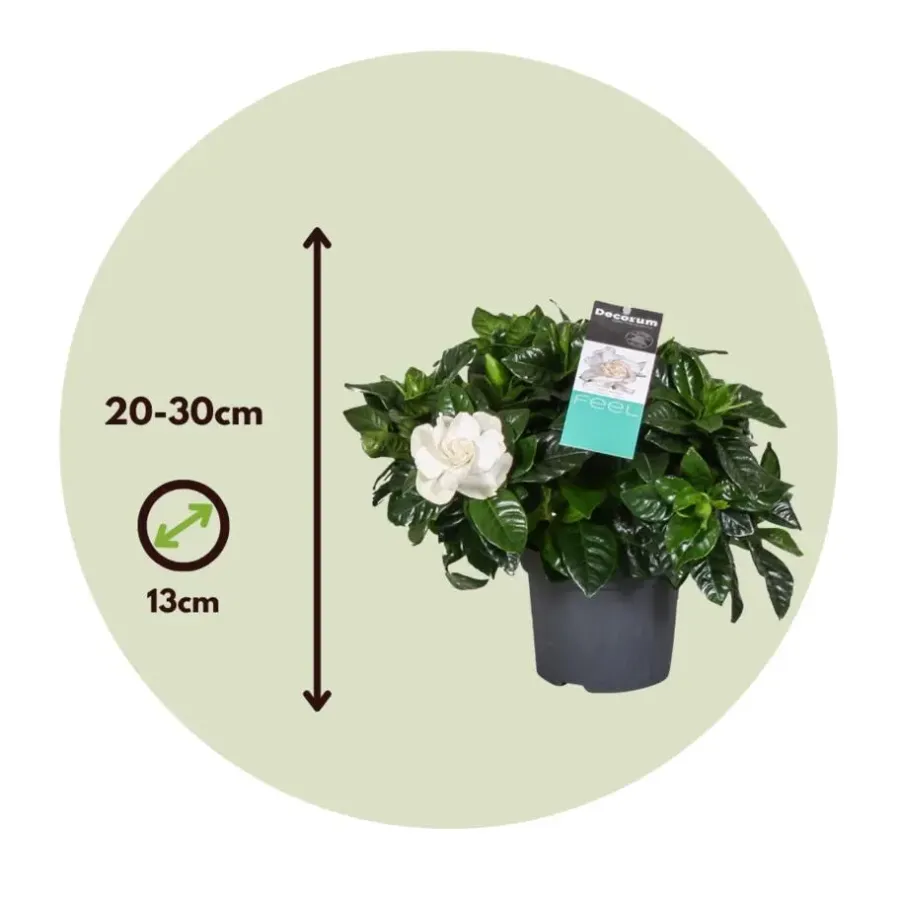 Kamerplanten-Plant in a Box Kaapse jasmijn - Set van 2 - Gardenia jasminoides - Hoogte 20-30cm - ⌀13cm