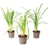 Plant in a Box Kaapse knoflook - Set van 3 - Tulbaghia violacea - Hoogte 15-25cm - ⌀9cm