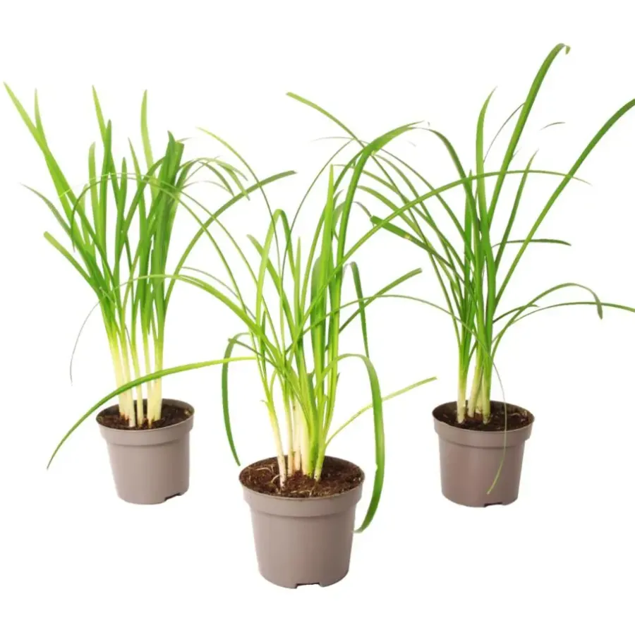 Plant in a Box Kaapse knoflook - Set van 3 - Tulbaghia violacea - Hoogte 15-25cm - ⌀9cm