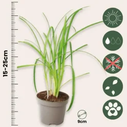 Plant in a Box Kaapse knoflook - Set van 3 - Tulbaghia violacea - Hoogte 15-25cm - ⌀9cm
