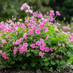 Tuinplanten-Plant in a Box Kaapse malva - Set van 6 - Anisodontea 'El Rayo' - Hoogte 25-40cm - ⌀9cm