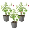 Planten|Tuinplanten-Plant in a Box Kaapse malva - Set van 3 - Anisodontea capensis El Rayo - Hoogte 25-40cm - ⌀9cm